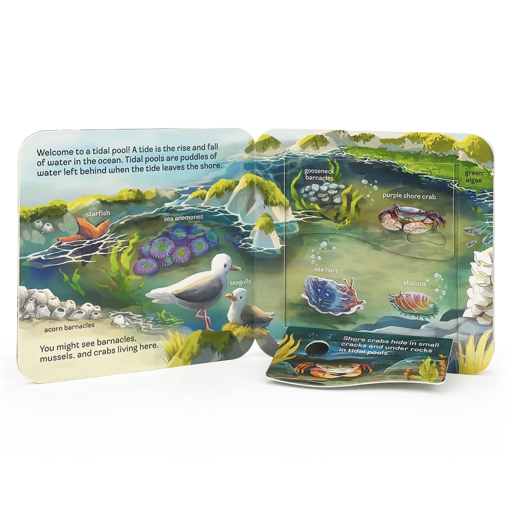 Peek A Flap Ocean