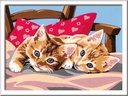 Two Cuddly Cats Paint By Number